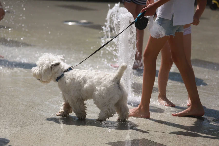 Все больше собачников выбирают Татарстан для совместного путешествия