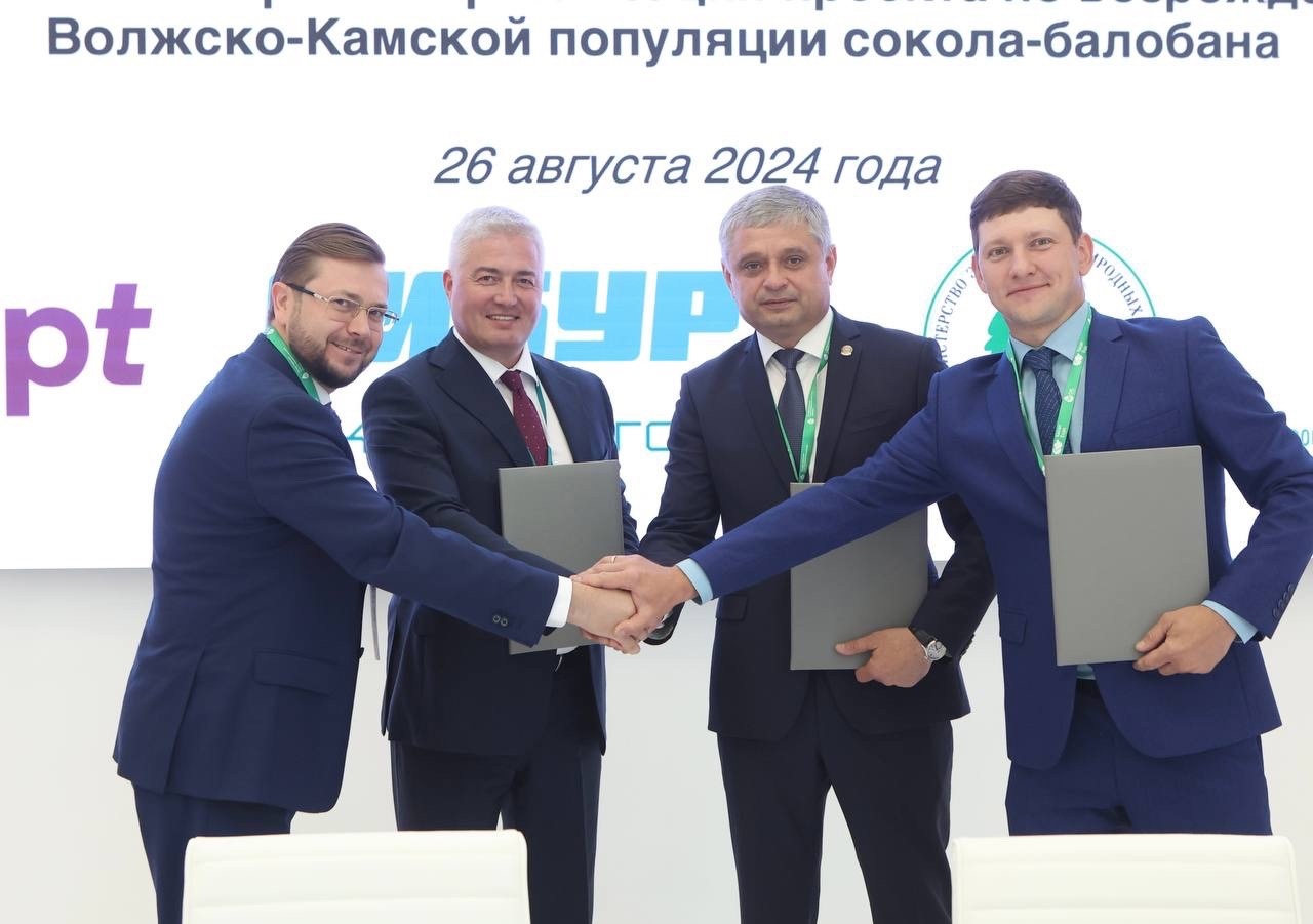 Проект по восстановлению популяции сокола-балобана продолжат в Татарстане