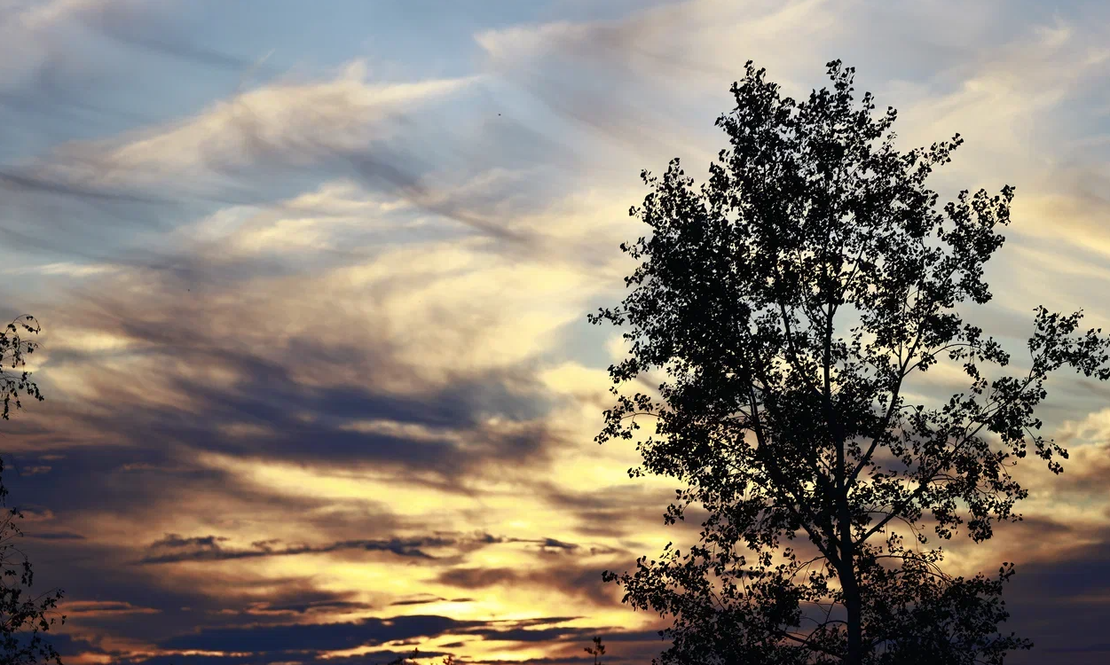 Ученый КФУ объяснил, откуда в Казани появилась надоедливая мошкара