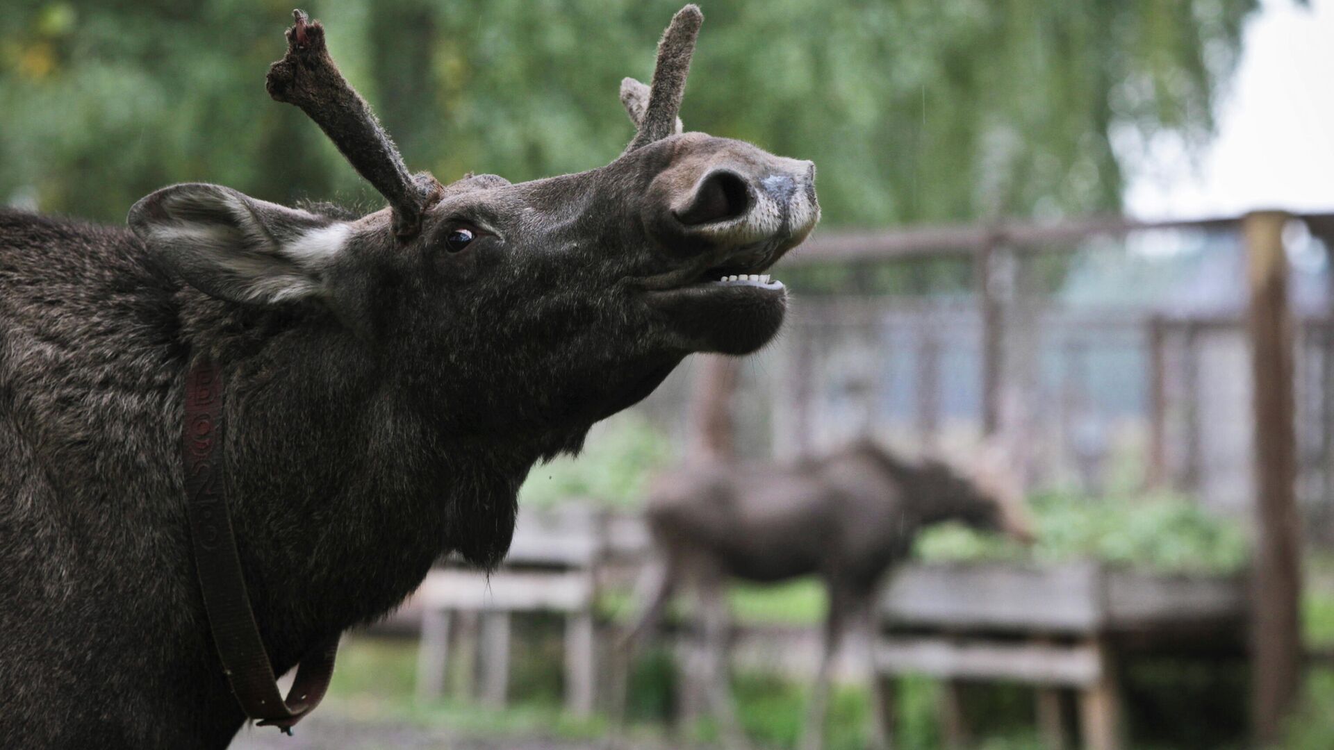 Водителей просят не гнать по трассам в Татарстане: за выходные сбили двух лосей