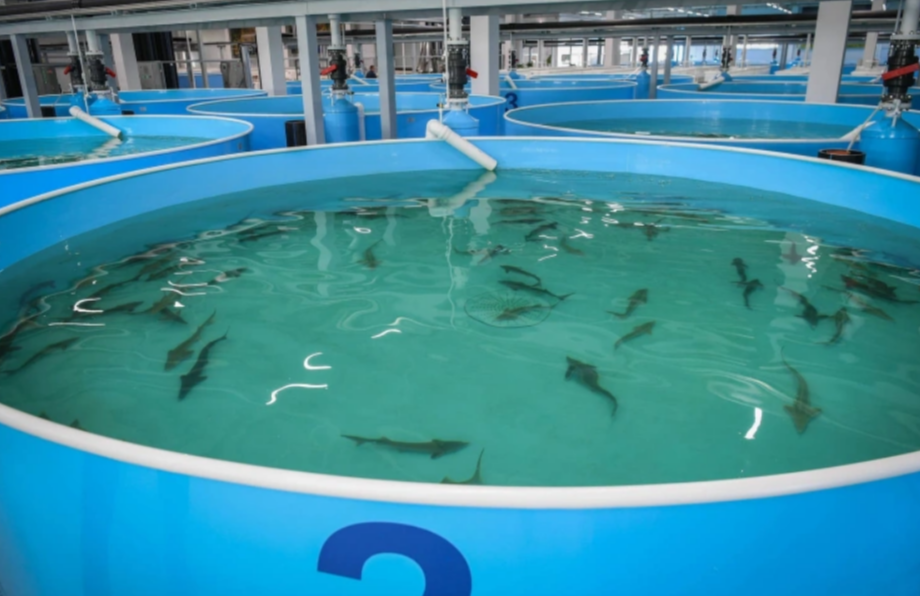 Завод по производству корма для рыб планируют запустить в Татарстане