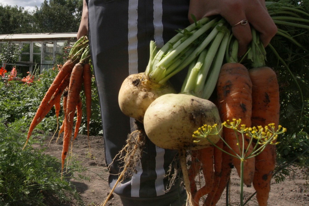 Эксперты узнали, что чаще всего сажают казанские дачники