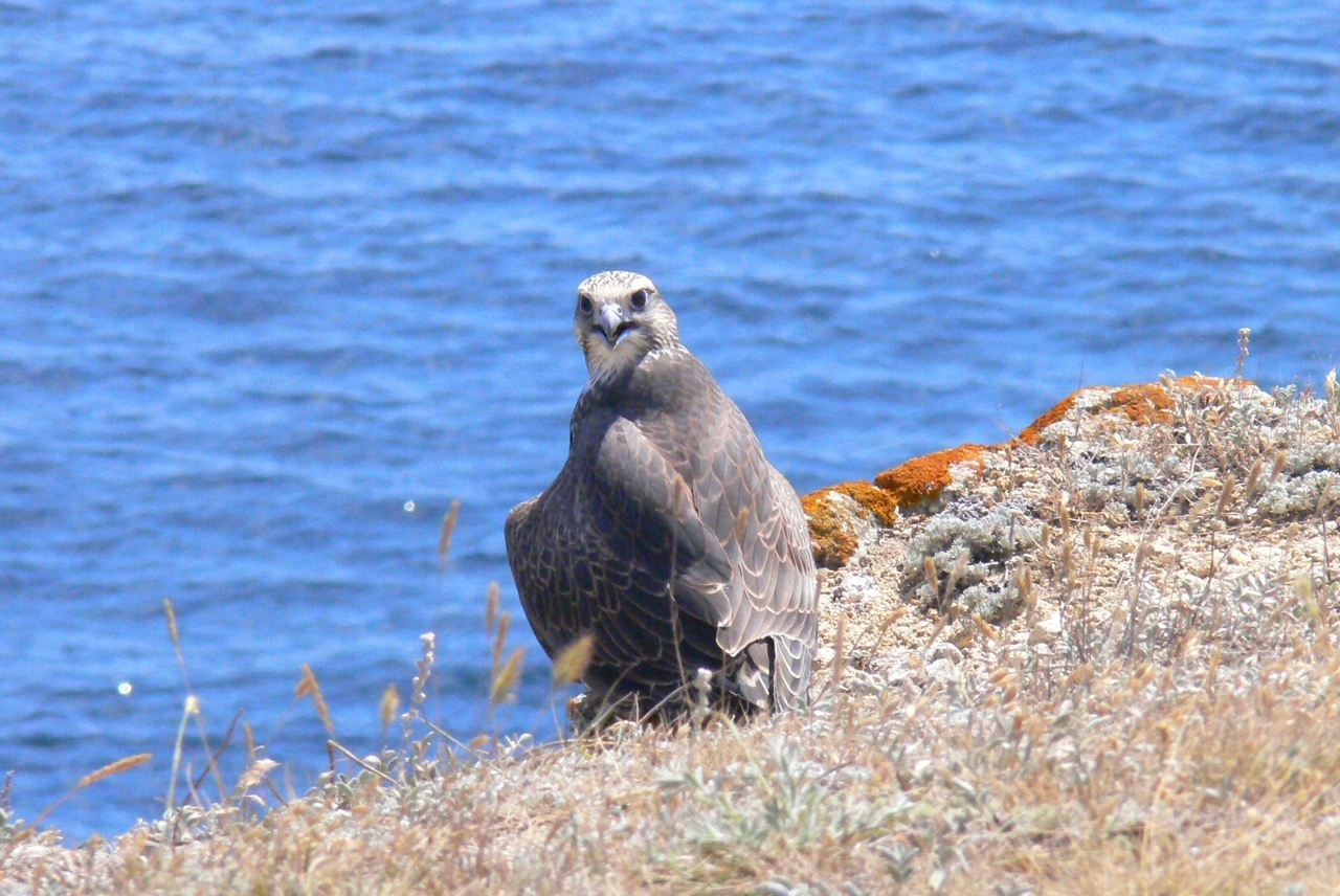 В Татарстане хотят вернуть популяцию сокола-балобана