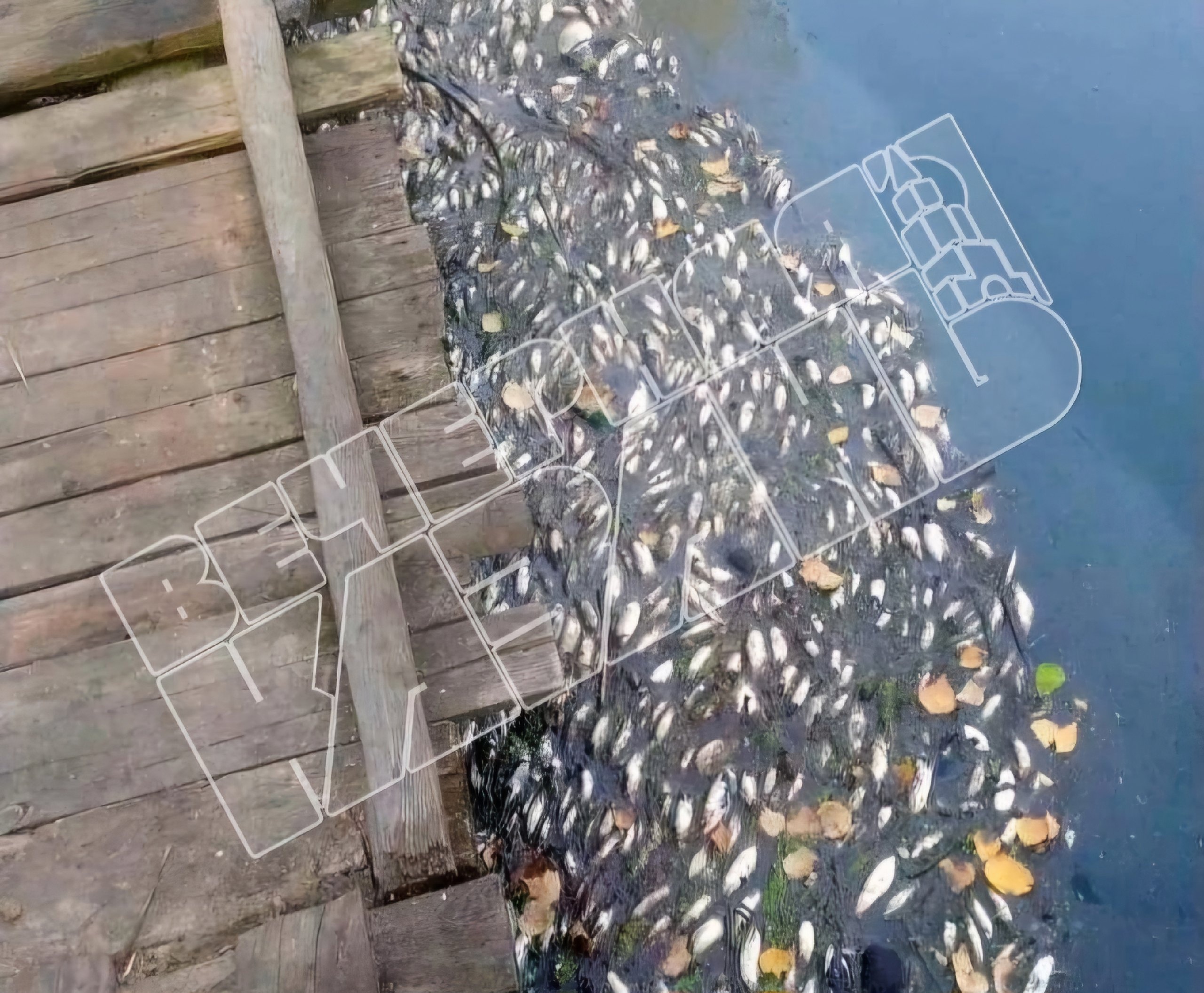 Жители казанского поселка Отары пожаловались на гибель рыбы