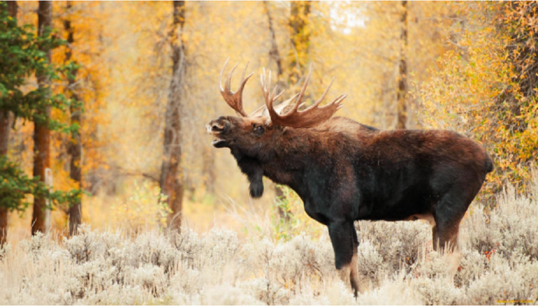В Татарстане разрешена охота на некоторые виды пушных животных и лося