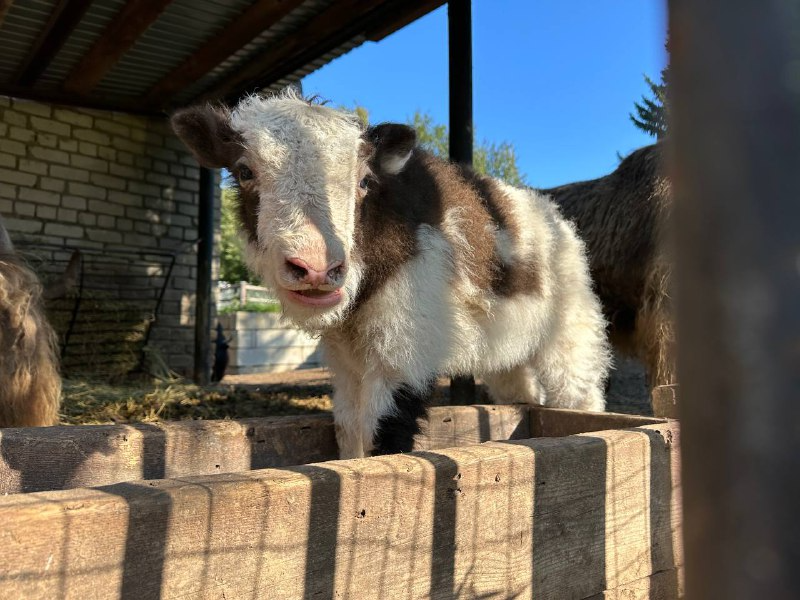 Новорожденного теленка яка в казанском зоопарке назвали Брикс