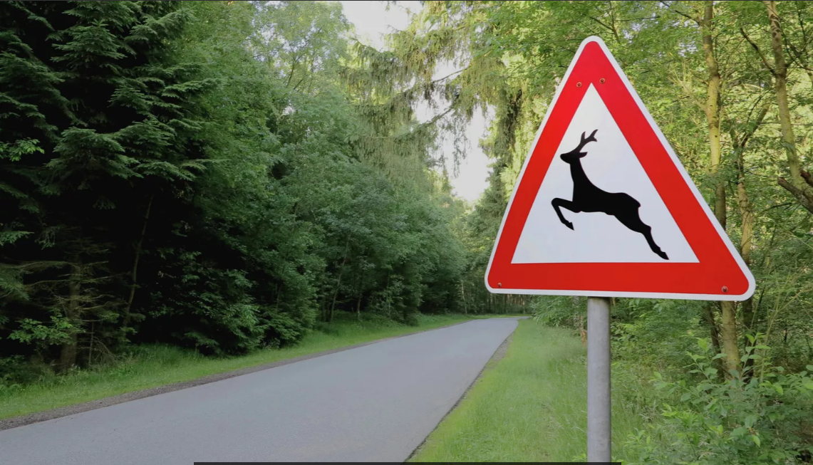 Татарстанцев предупредили о начале брачного периода у лосей осенью