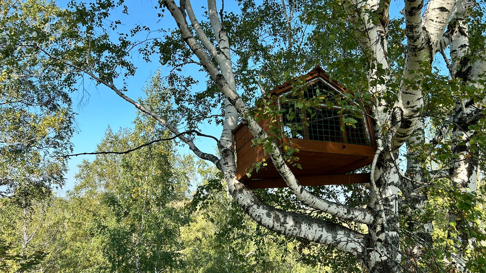 Привезенные в Татарстан соколы-балобаны осваивают территории