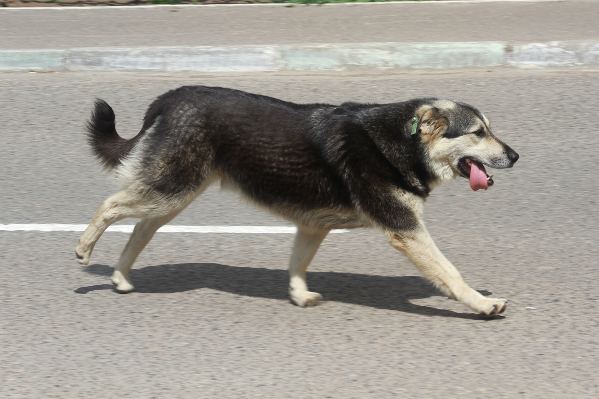 Татарстанцам рассказали, какие собаки попадут под обязательную регистрацию