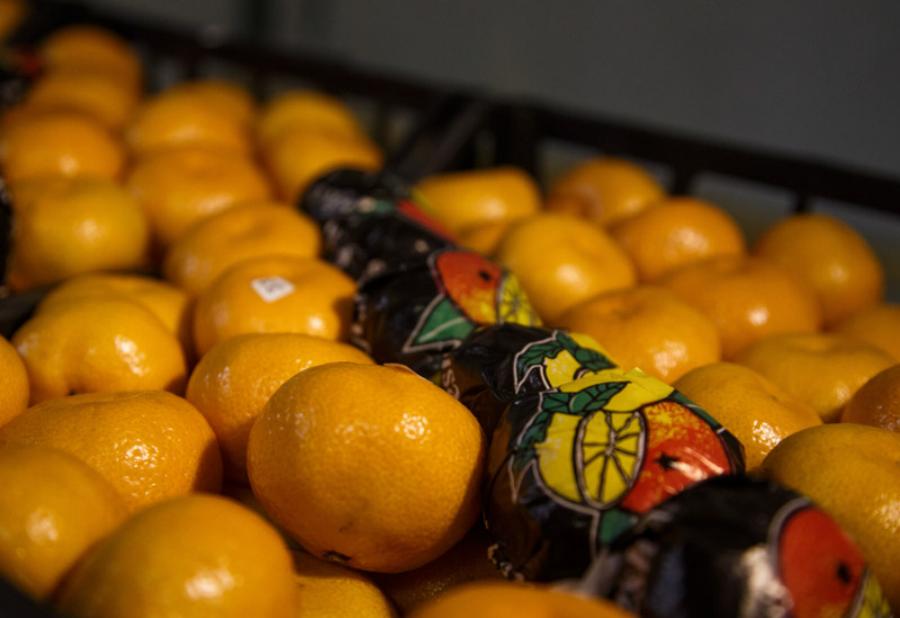 Жителям России угрожает прекращение поставок мандаринов из Марокко под Новый год