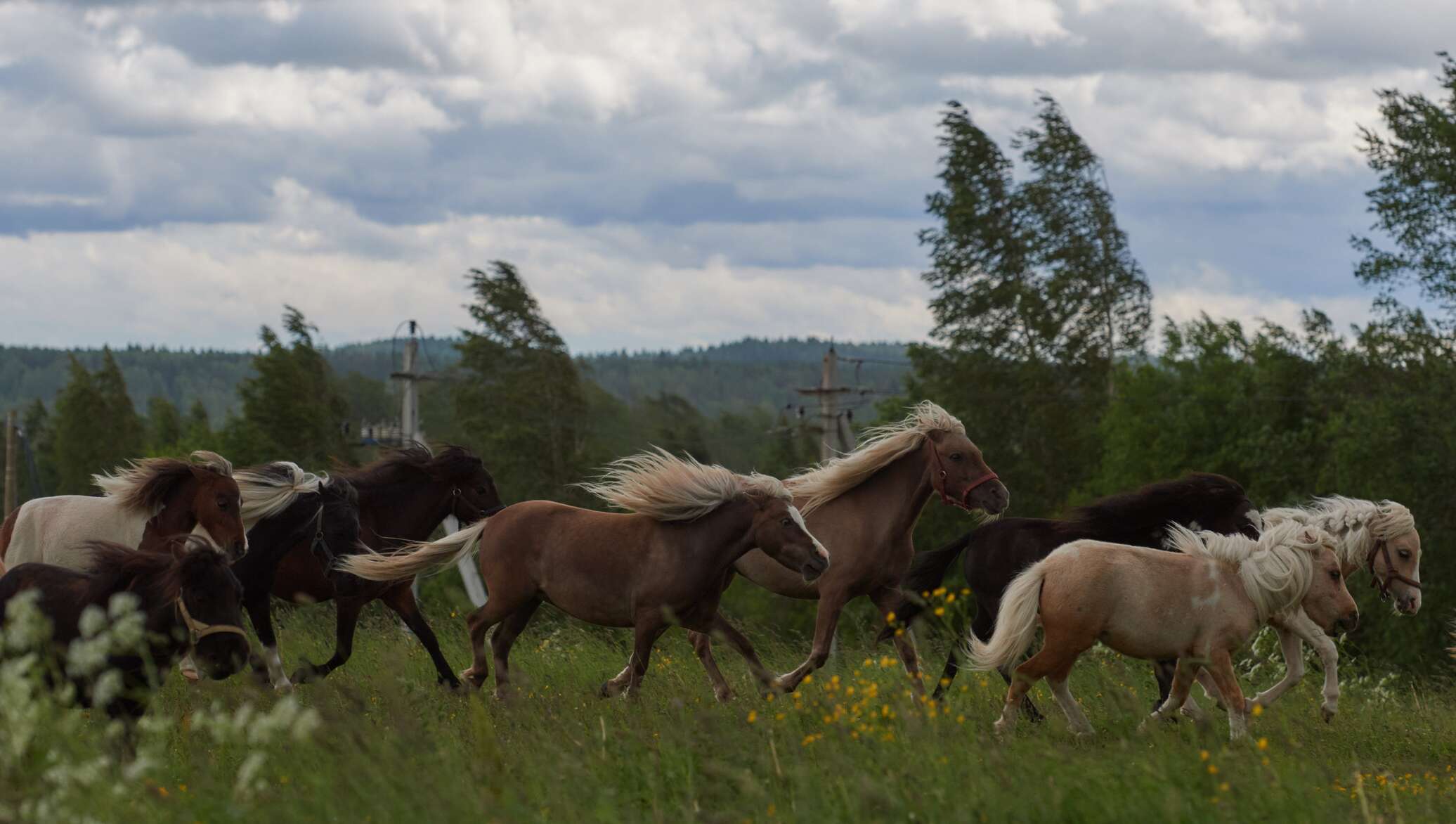 На ферме с редкими породами лошадей в Татарстане хотят открыть экоотель