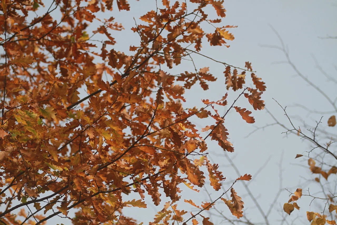 МЧС России рассказало, как правильно убирать листву