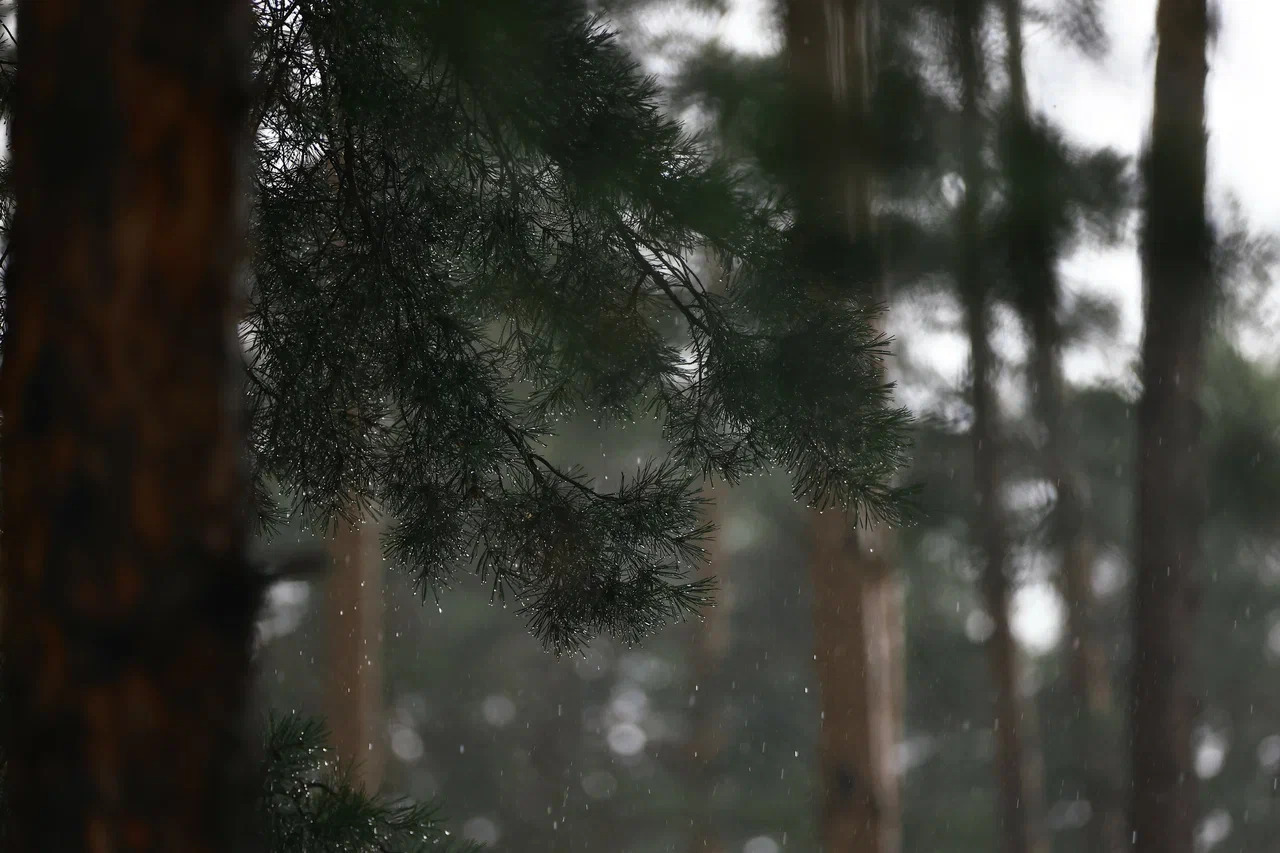 Запрет на посещение лесов в Татарстане планируют снять раньше срока
