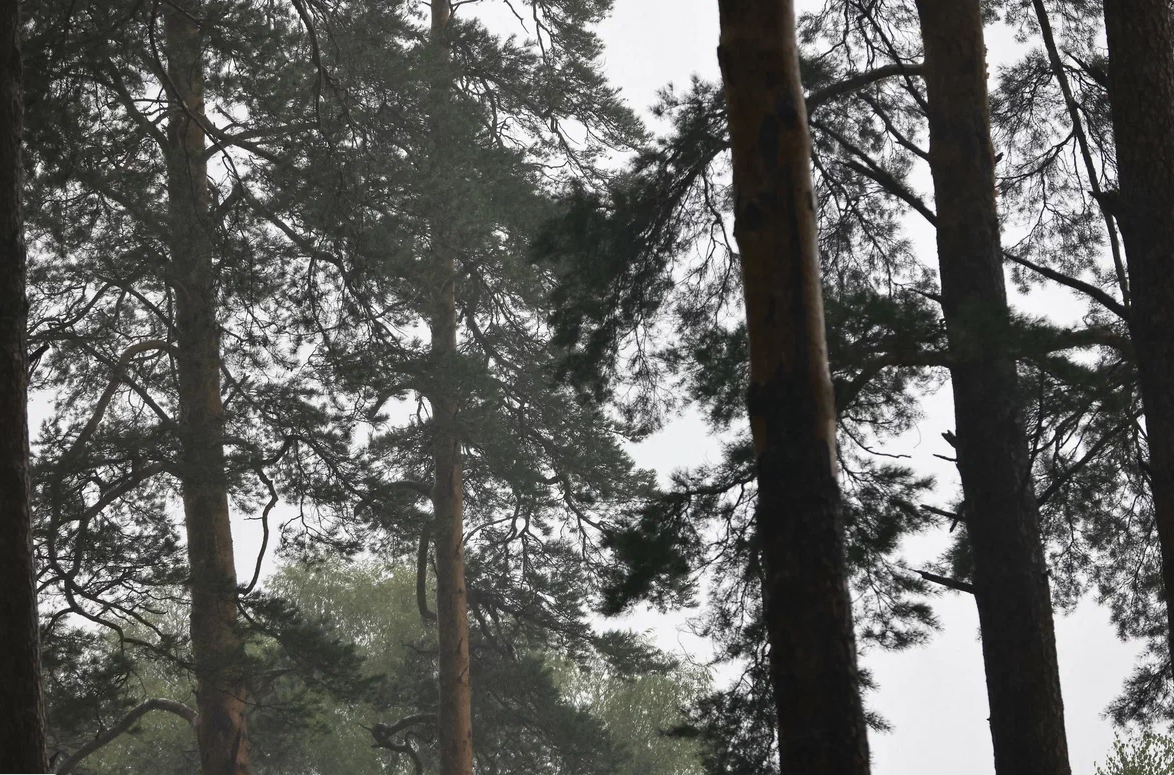 Штормовое предупреждение о лесных пожарах продлили в семи районах Татарстана