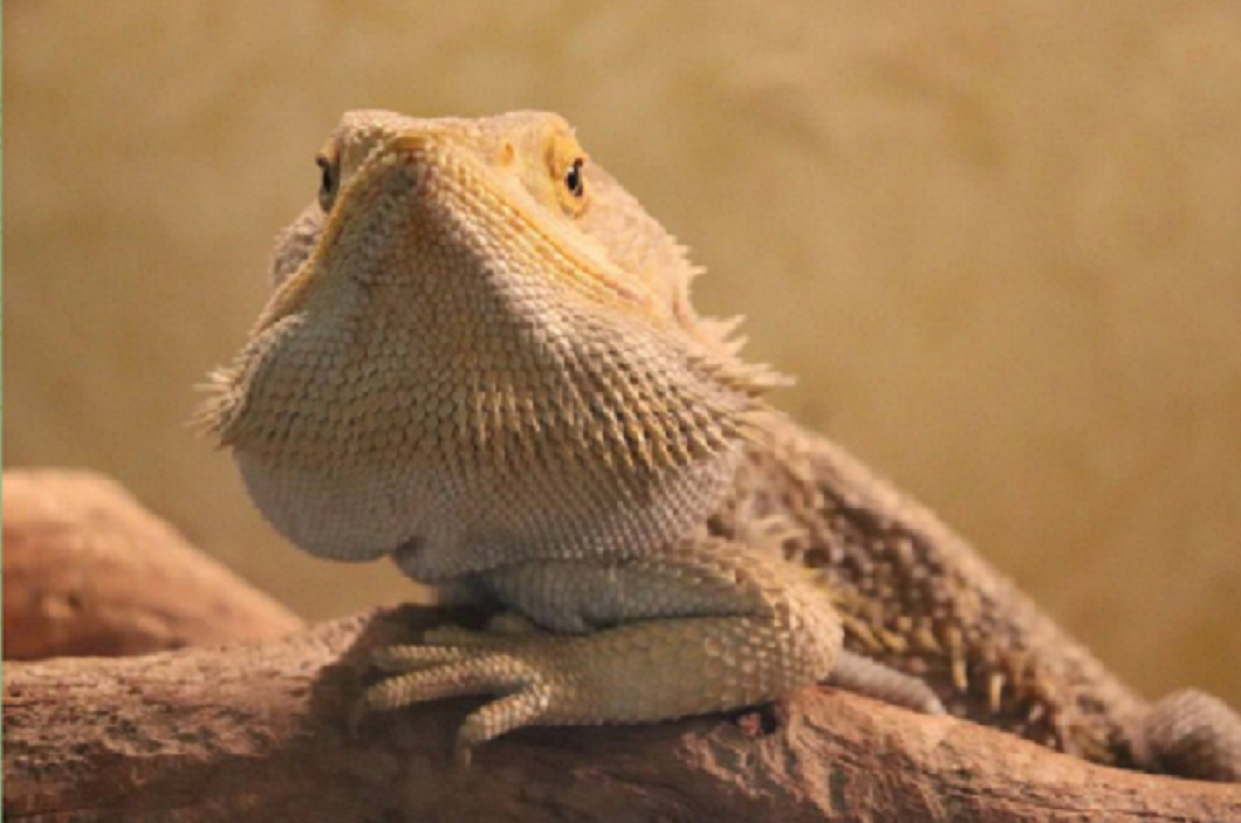 В дни саммита БРИКС Казанский зооботсад закроют для посетителей