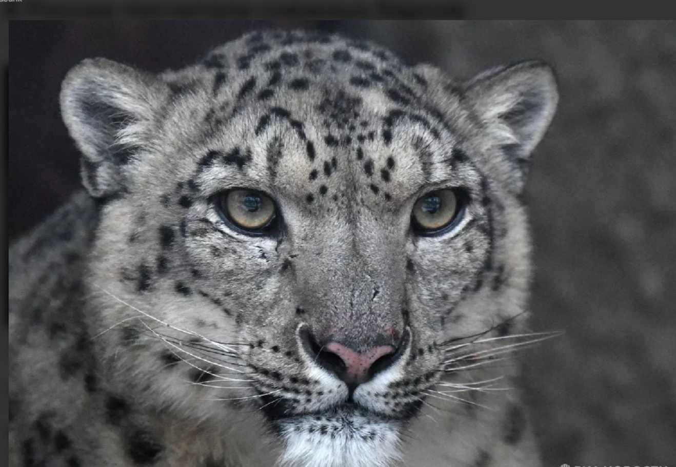 Страны БРИКС намерены работать вместе по сохранению редких видов больших кошек