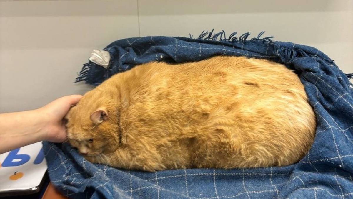 Перед смертью у кота Крошика открылось кровотечение