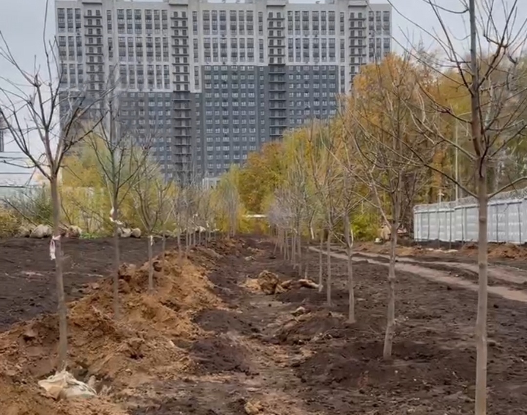 Горводзеленхоз высадит в Казани 3878 деревьев