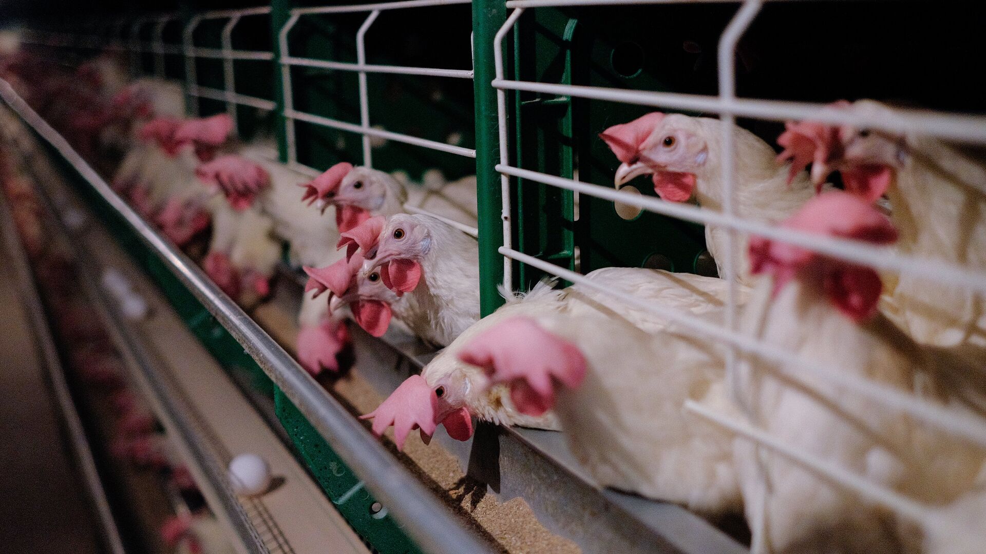 В Татарстане поголовье птицы увеличилось почти на 10%