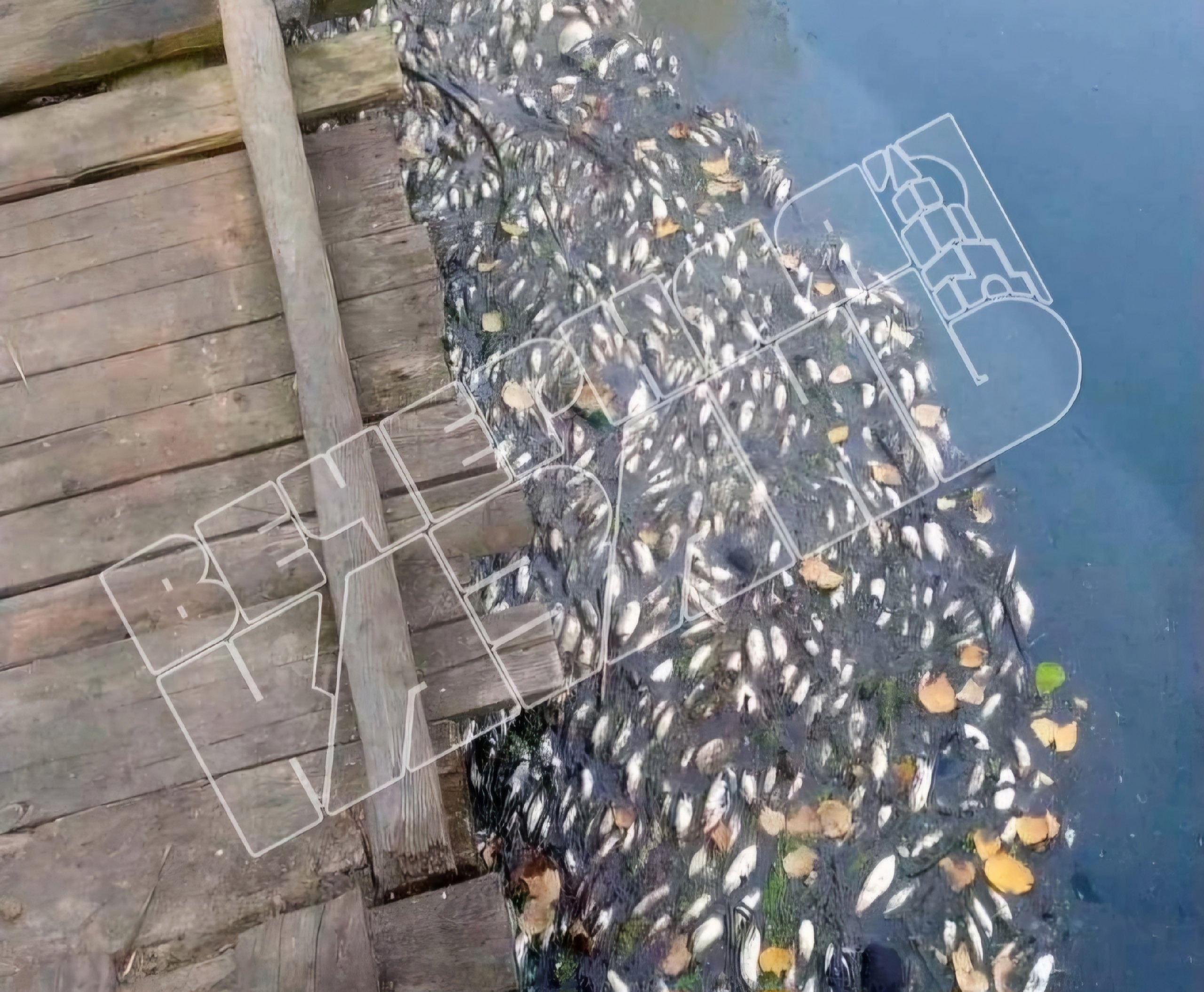 Минэкологии Татарстана проверит случай массовой гибели рыбы на Лебяжьих озерах