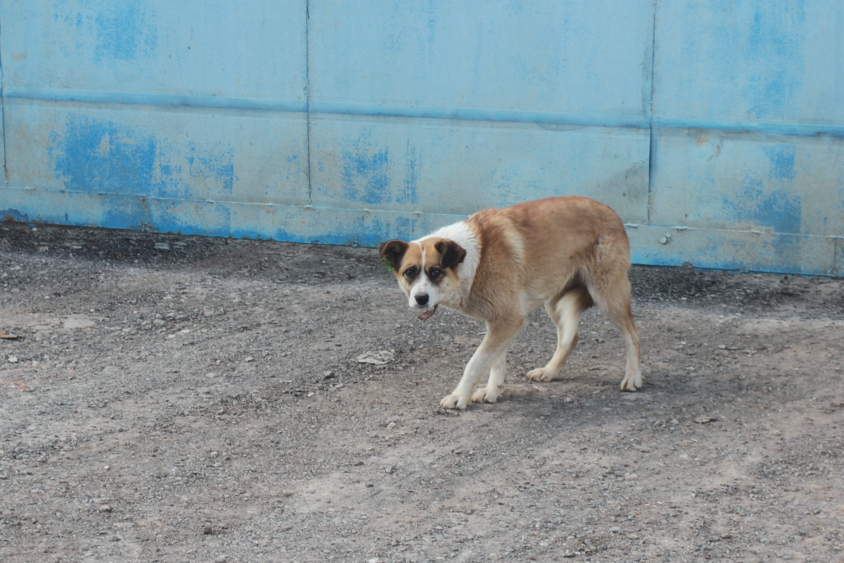 За пропаганду жестокого обращения с животными повысят штрафы до 100 тысяч рублей