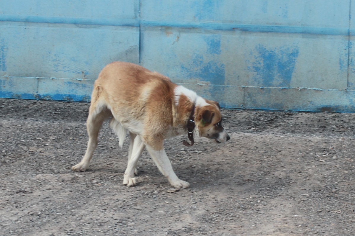 Власти Челнов выплатят ребенку 50 тысяч рублей за укус бездомной собаки