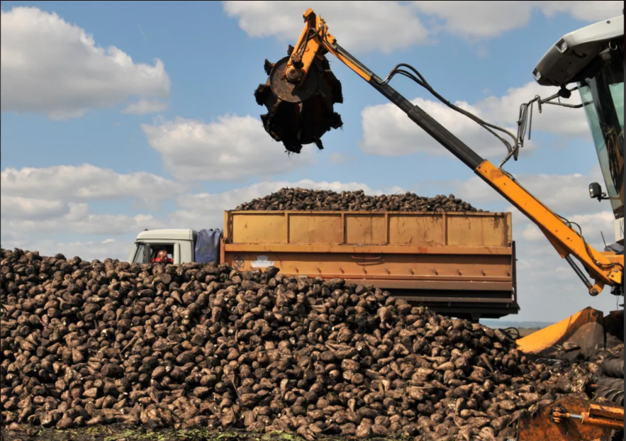 На полях Татарстана завершаются уборка кукурузы и вывоз свеклы