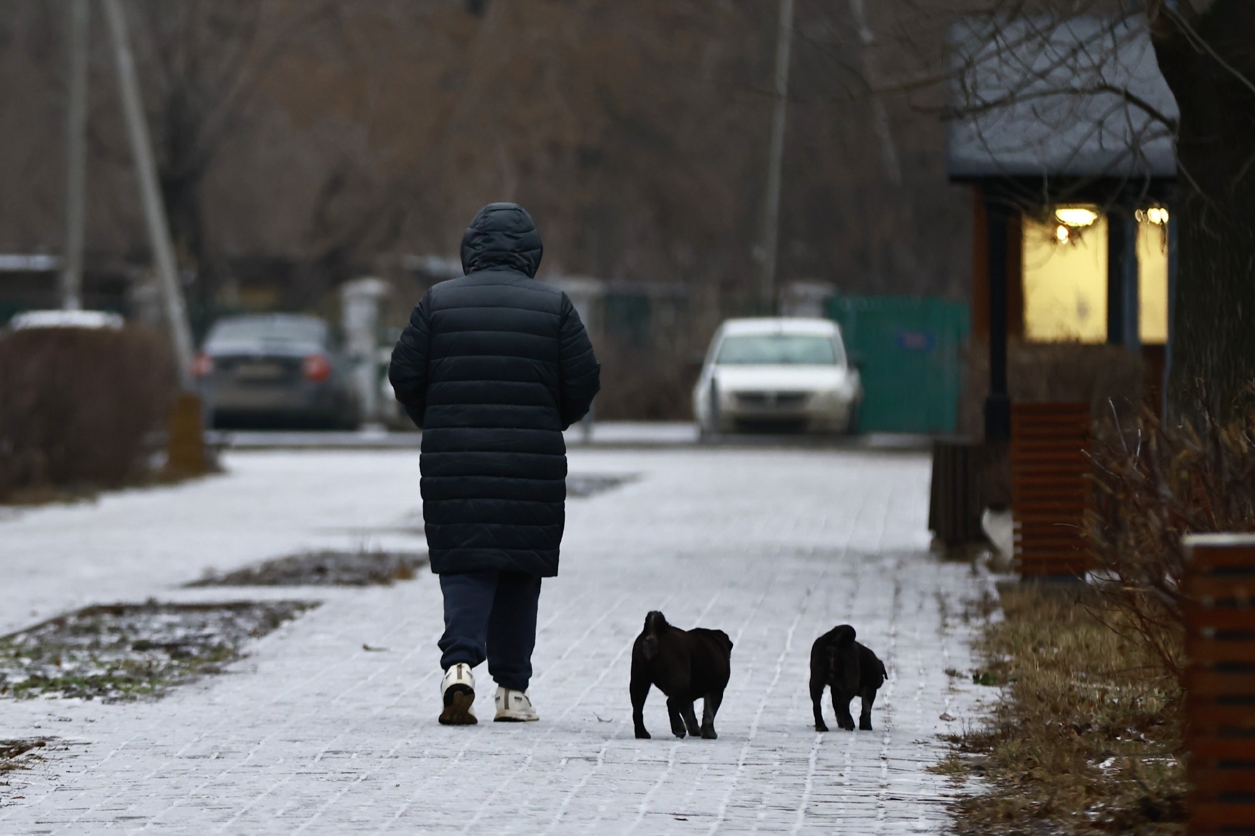 Владельцев собак в Татарстане удержат на коротком поводке штрафами