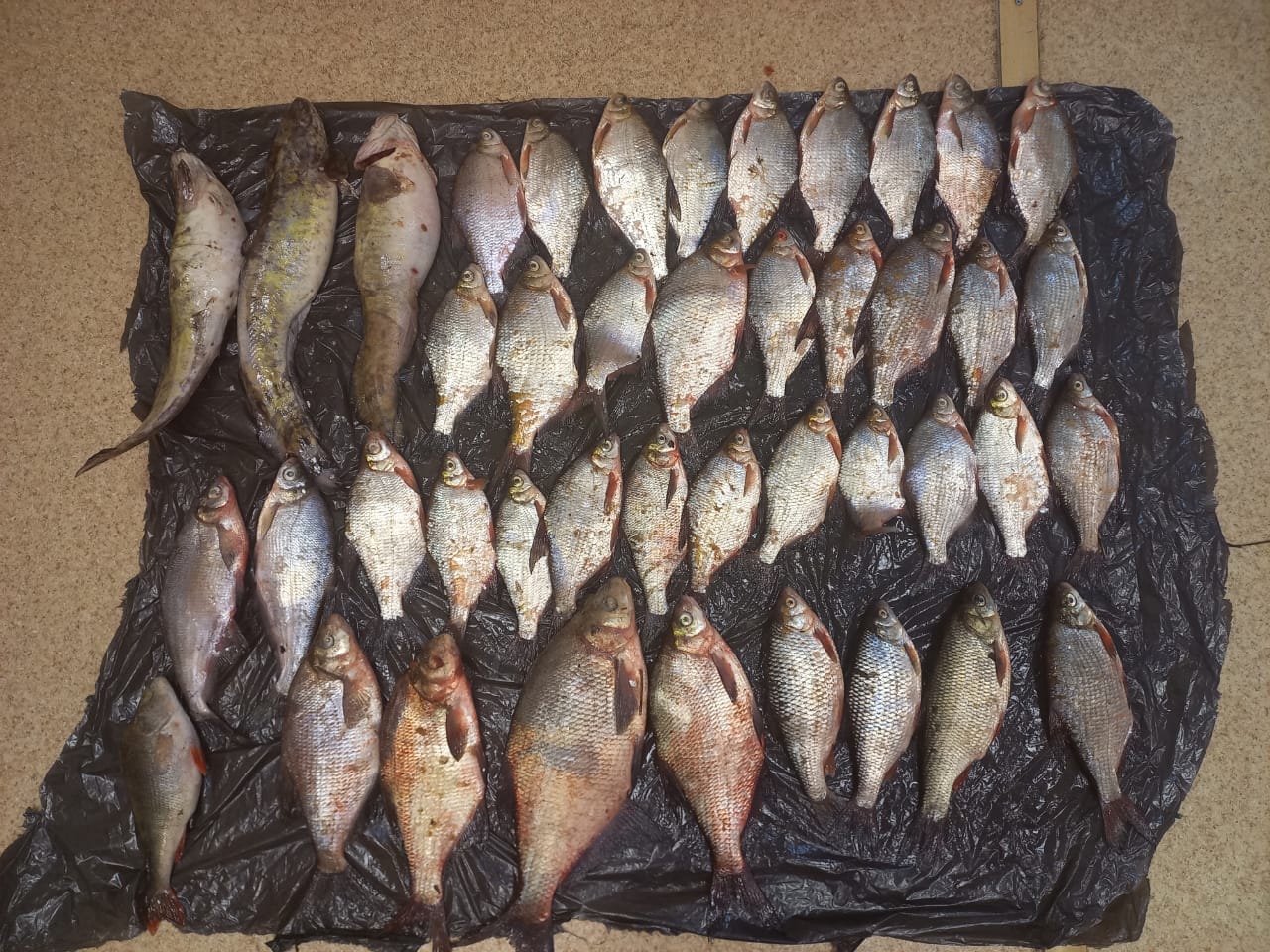 Обязательную проверку рыбы на гельминты до и после обработки введут в России