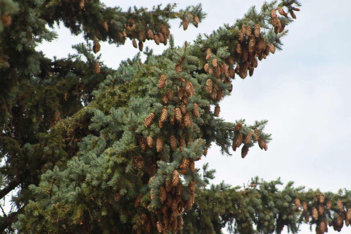 Эколог призвал россиян не устраивать «елочный беспредел»