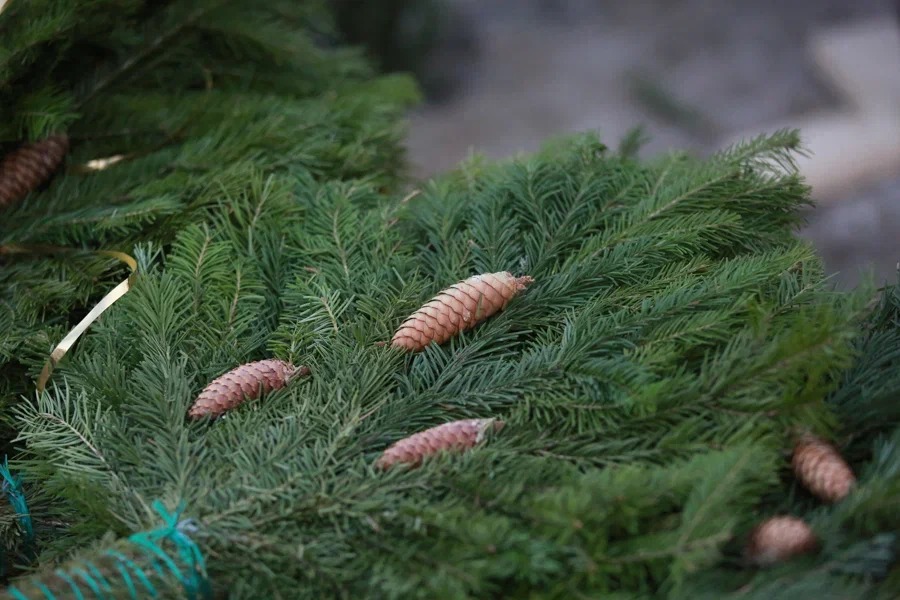 Татарстанцам перед Новым годом напомнили про штрафы за вырубку деревьев