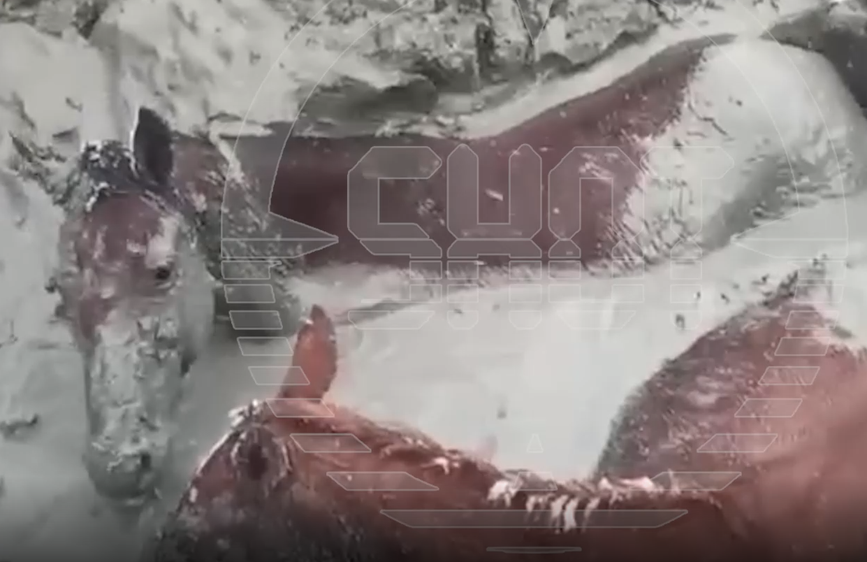 В Дагестане сняли на видео гибель табуна лошадей, провалившегося в глиняную яму