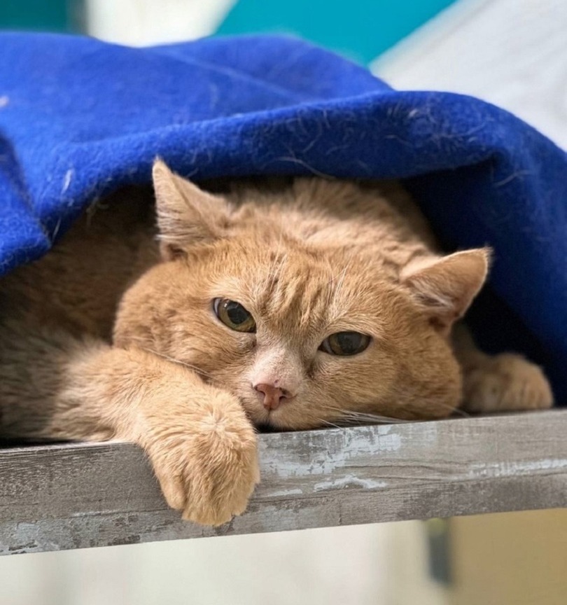 Эксперты выяснили, из-за чего умер популярный кот Крошик, весивший 17 кг