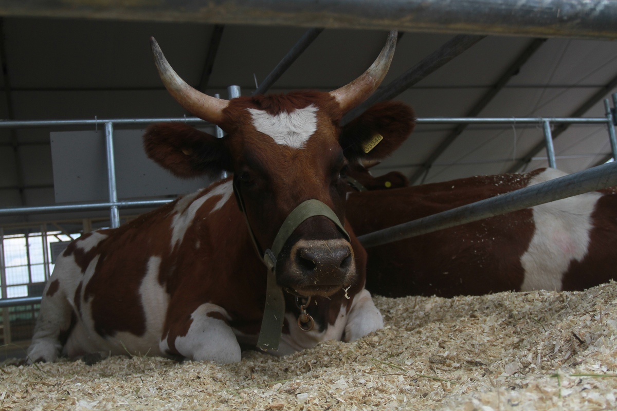 Рост очагов бруцеллеза у скота зафиксировали в Татарстане