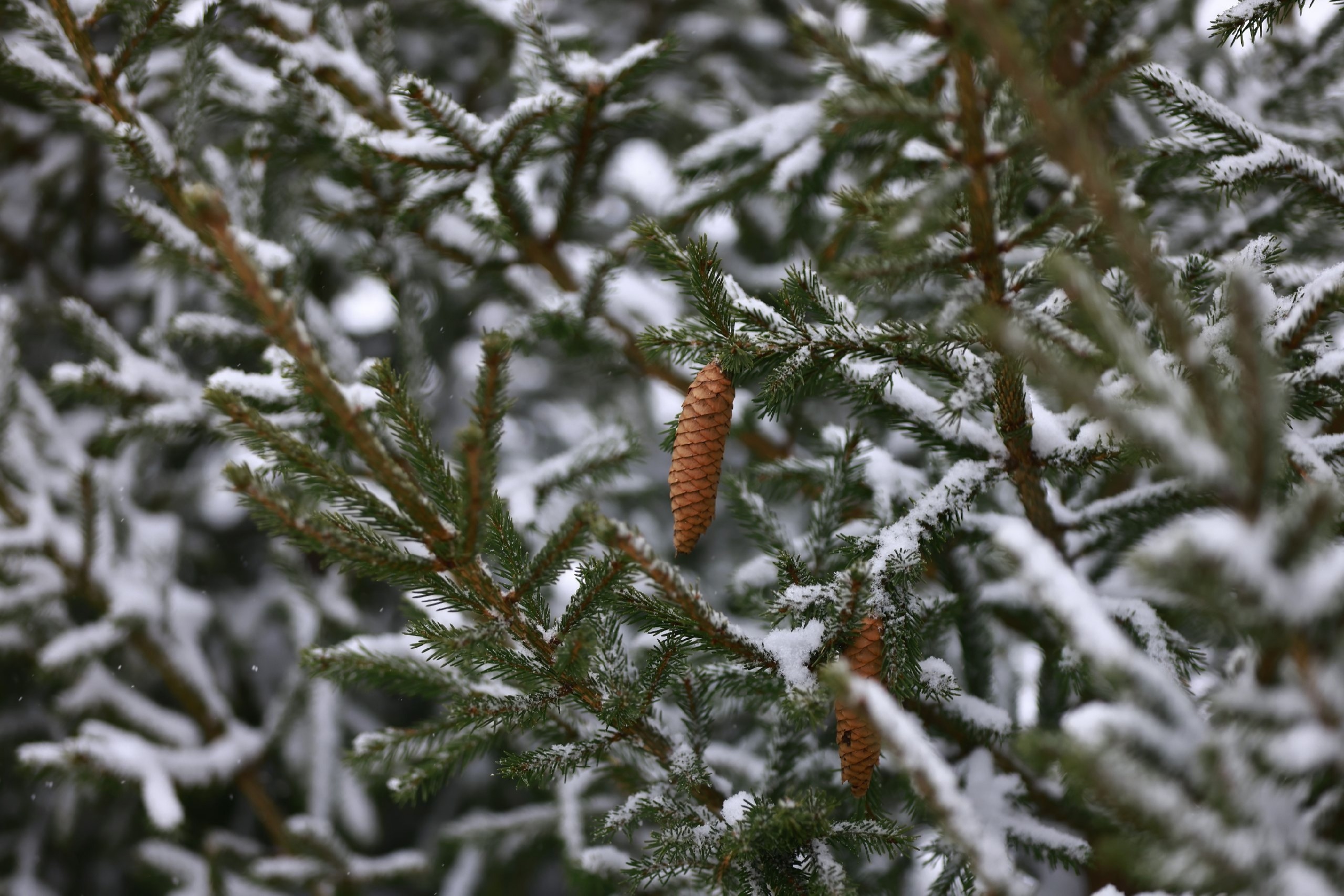 Елочные базары открылись в Казани