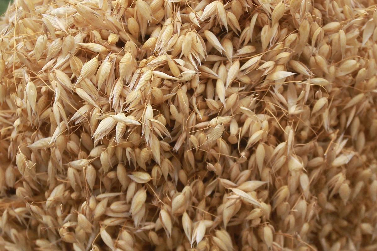 В Татарстане объем обеззараживания складов для зерна превысил 1 млн кубометров