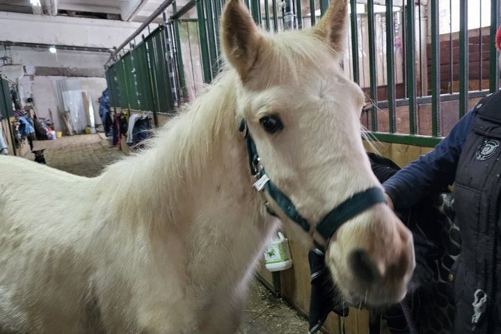 Гендиректору Wildberries Татьяне Ким подарили татарскую лошадь по имени Изабелла