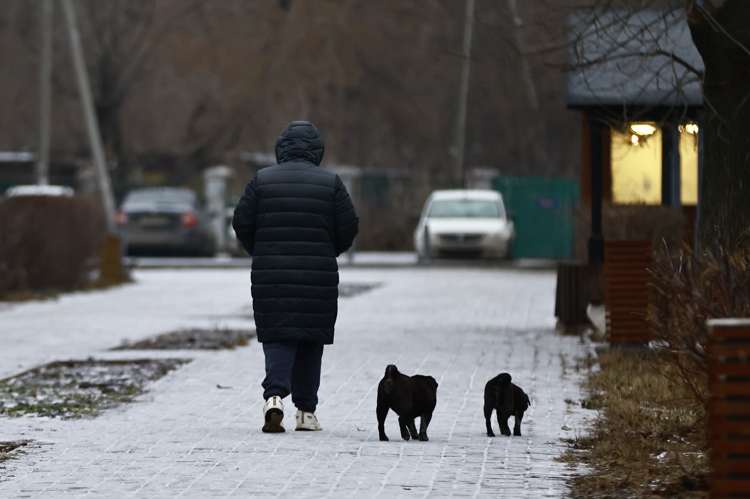 Регистрацию собак в Татарстане сделали обязательной