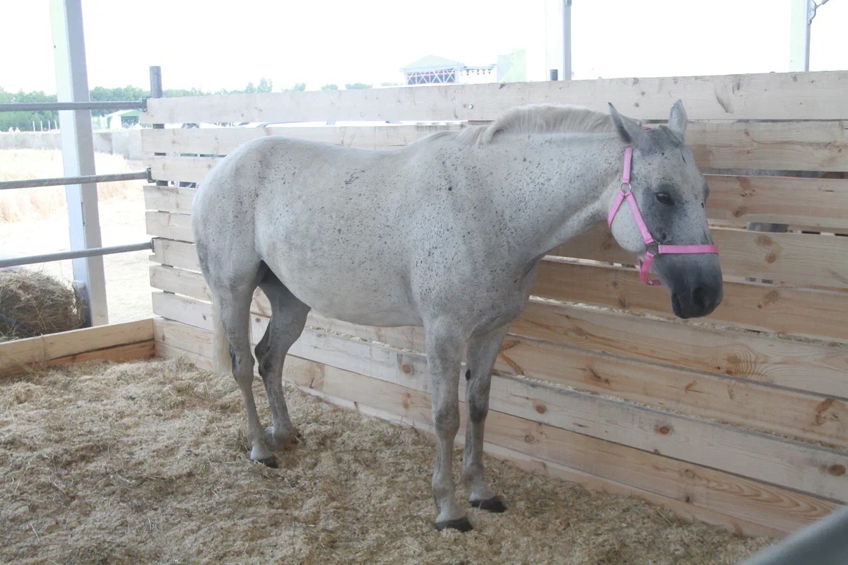 Конноспортивный комплекс в Казани обойдется в почти 892 миллиона рублей