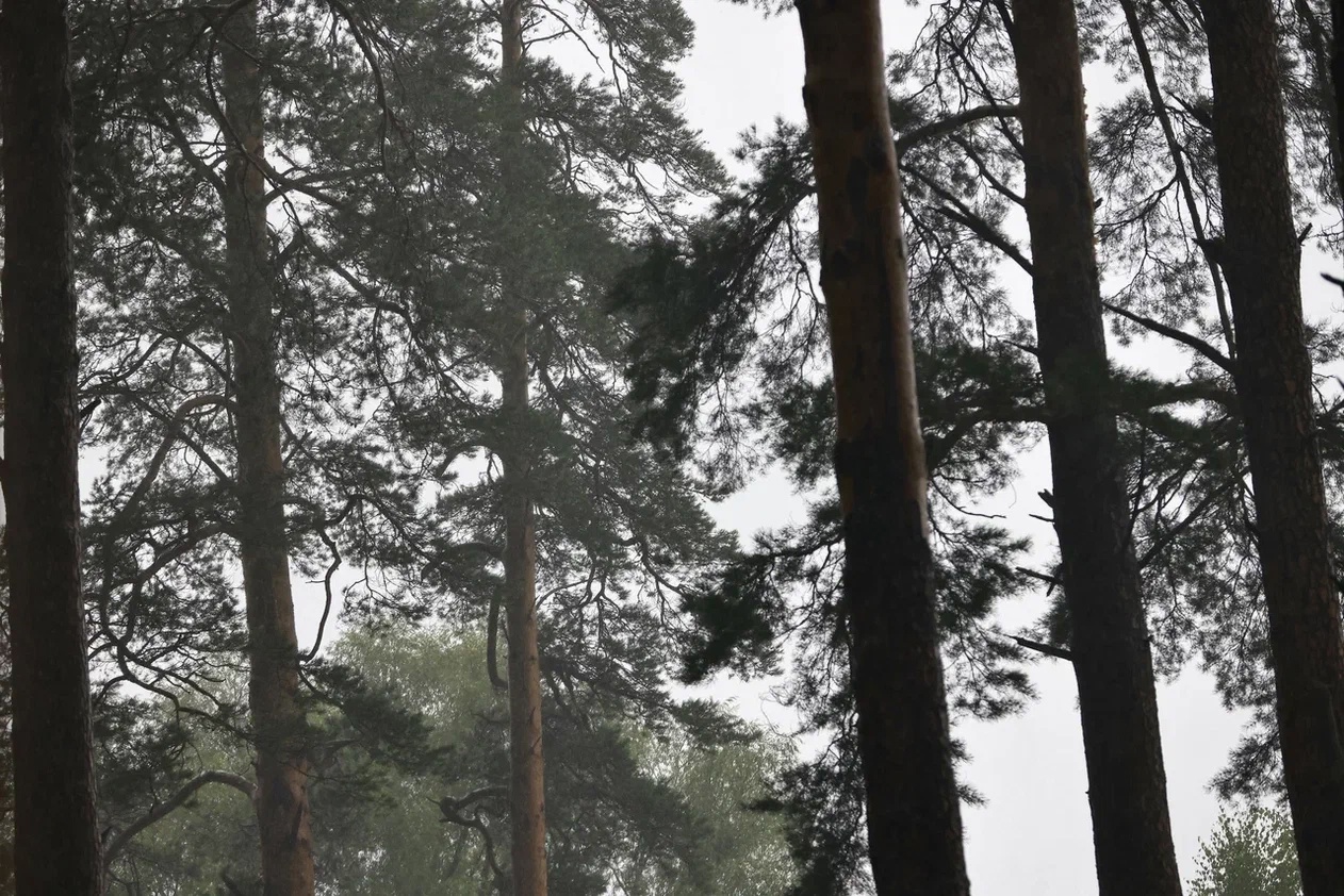 Татарстанский фонд для лесовосстановления достиг 116,5 га