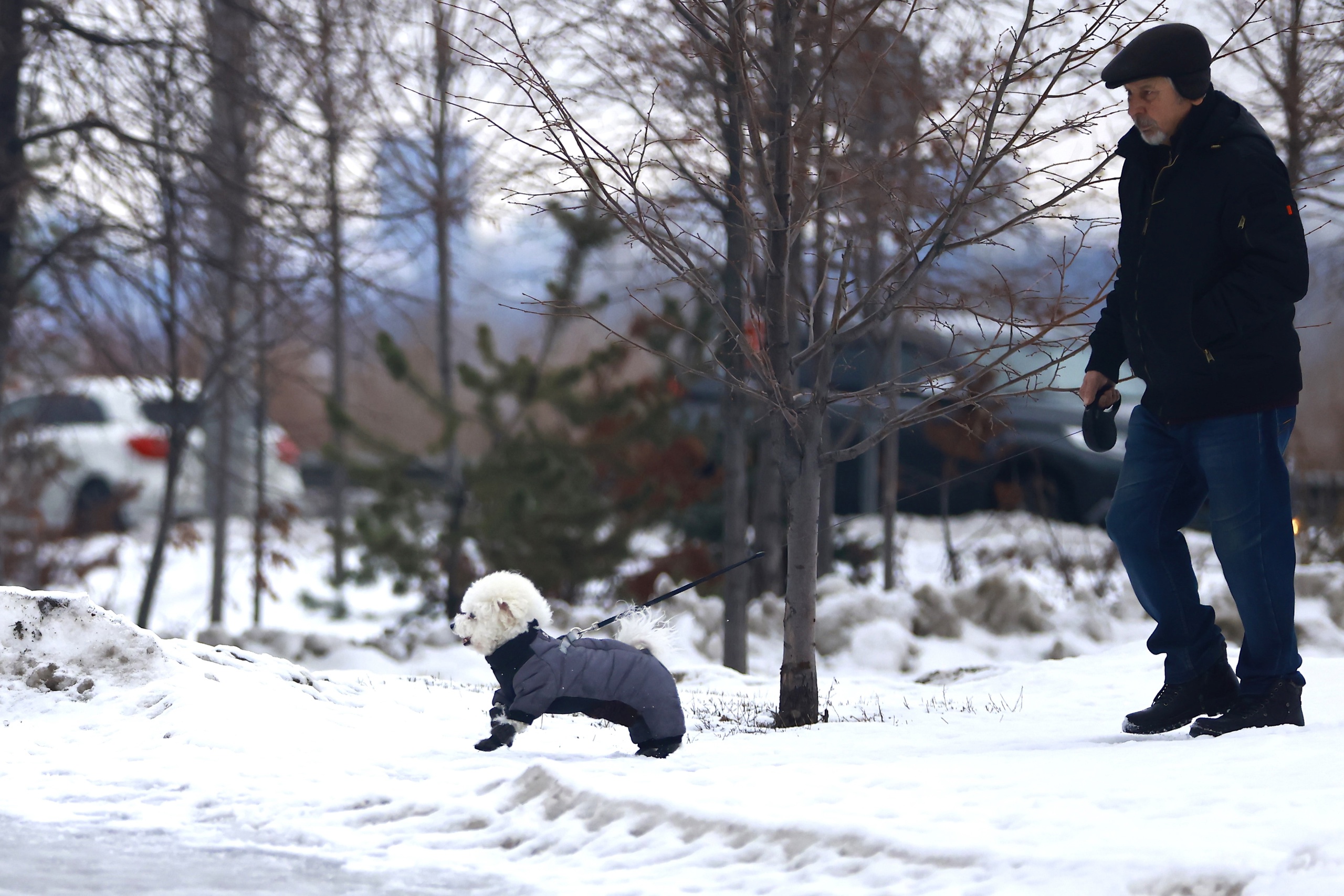 Татарстанцам прививают чувство ответственности за собак
