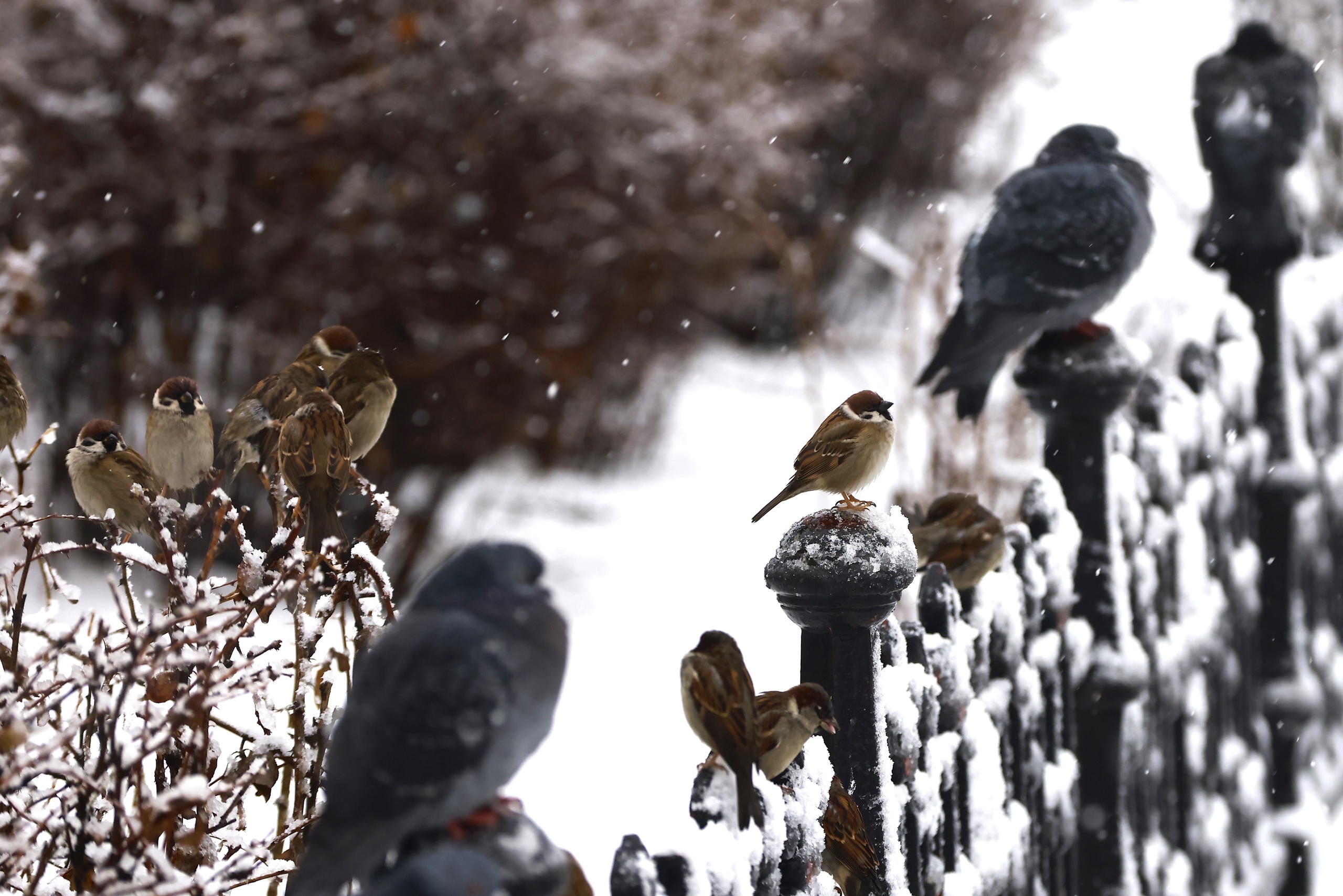Вильфанд: «Теплая погода задержится в России до конца января»