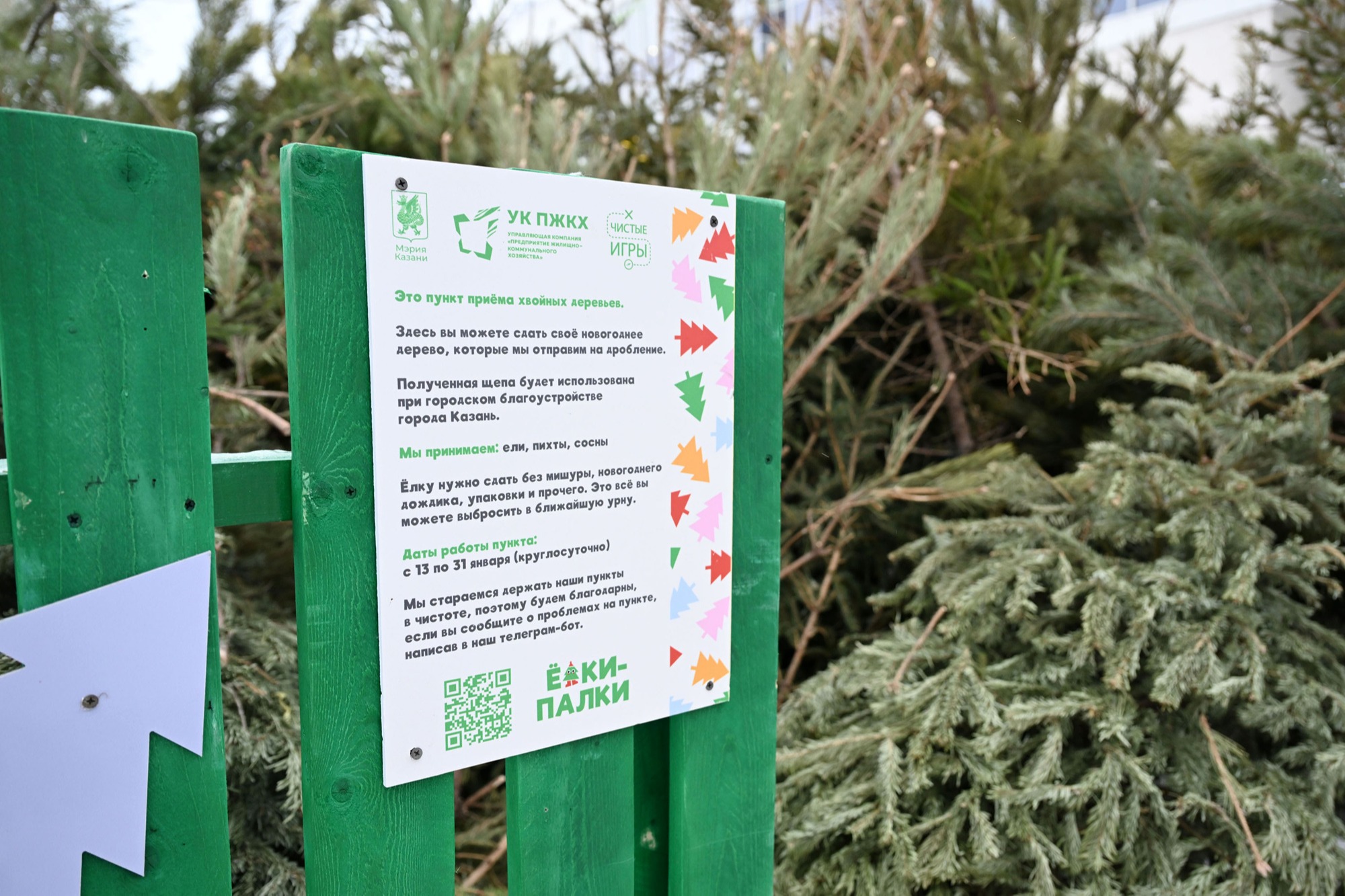 Жители Казани сдали более 1500 елок за первую неделю акции «Елки-палки»