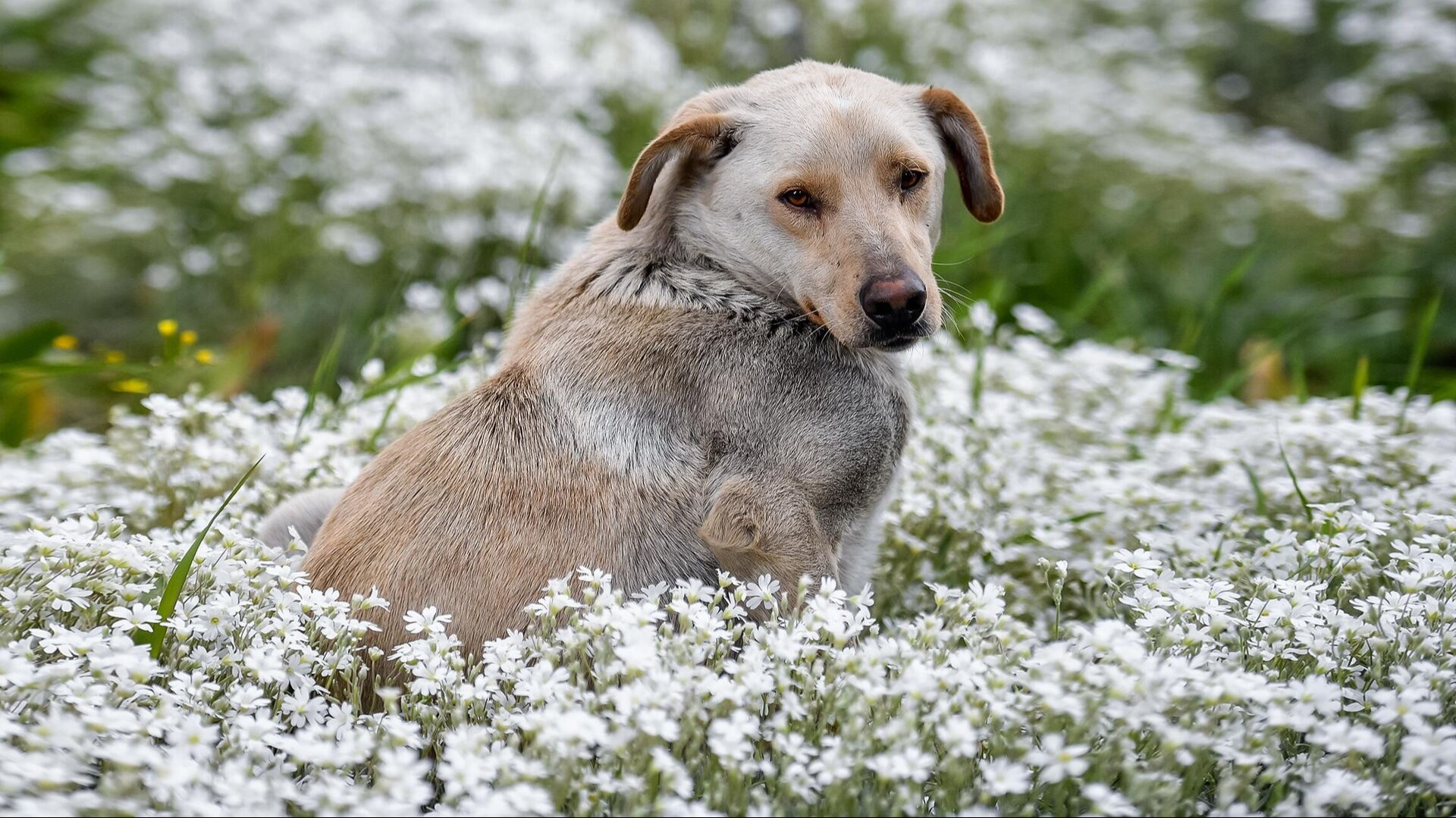 В Татарстане зарегистрировано 2440 собак с начала года
