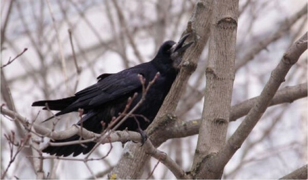 Орнитолог КФУ рассказал, когда в Татарстан прилетят грачи и жаворонки