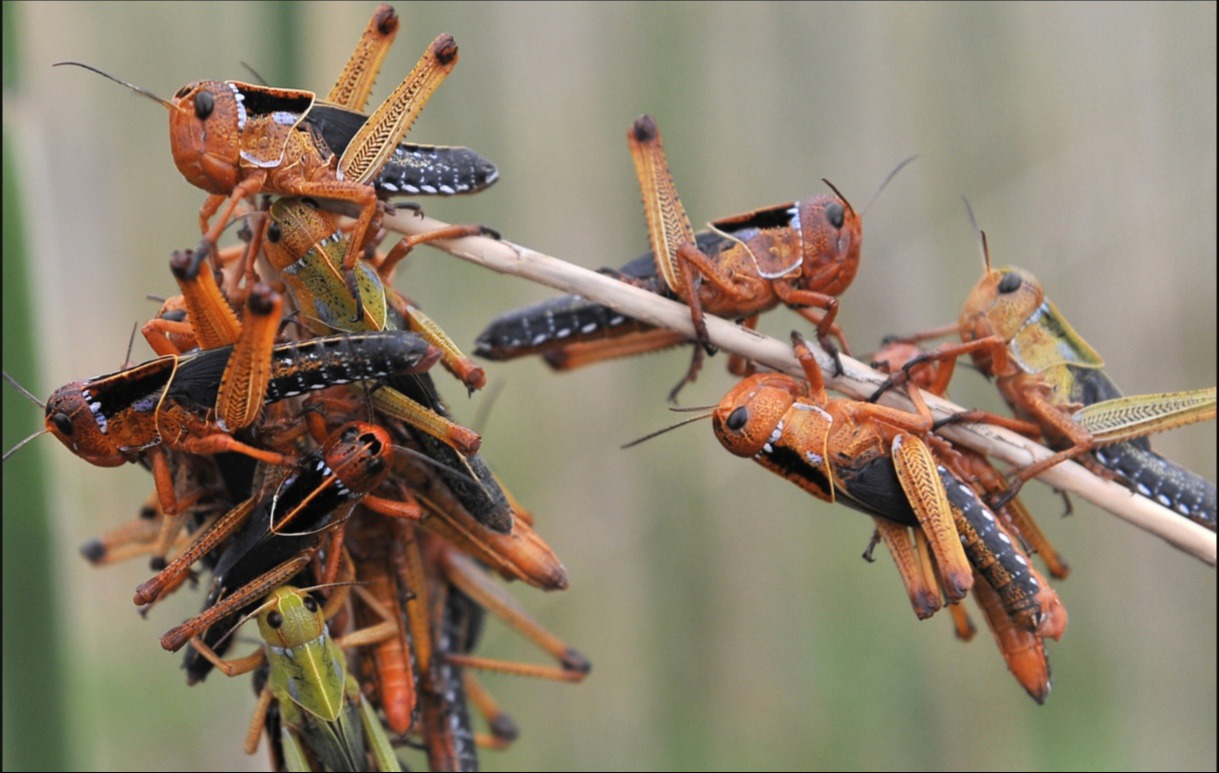 Татарстан не отдаст поля саранче