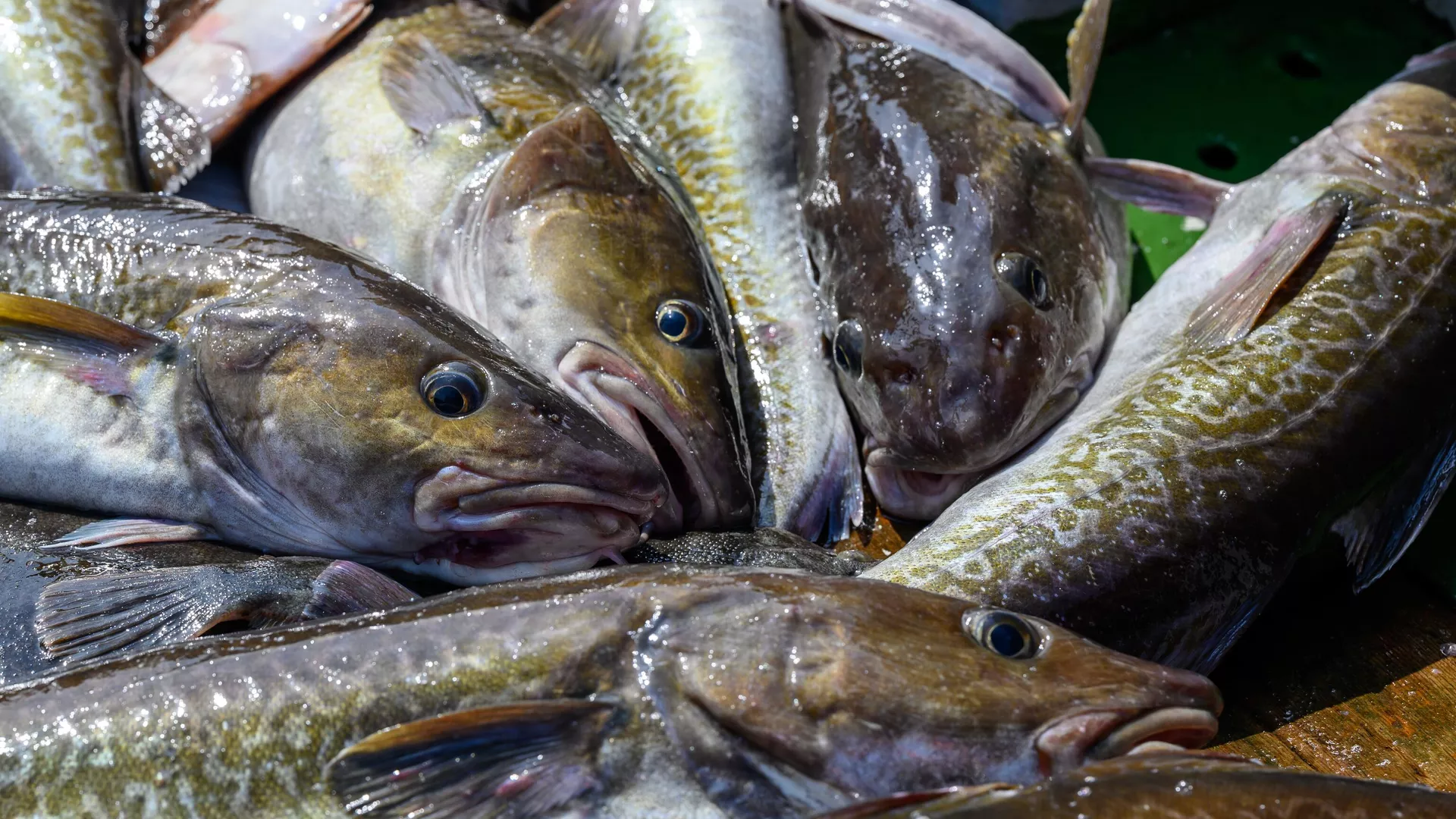 Роспотребнадзор не выявил отклонений в рыбе из Черного моря после разлива нефти