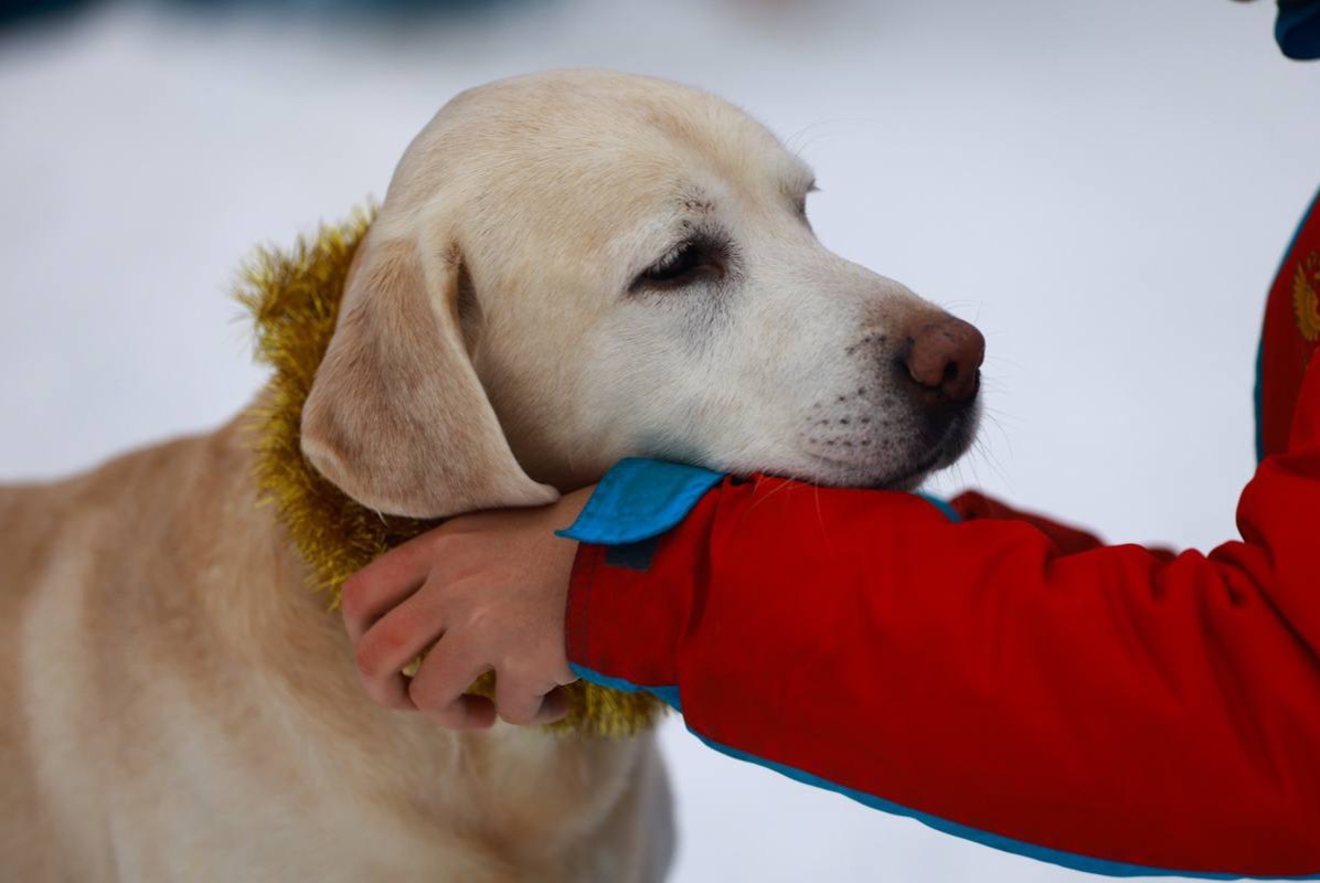 В Татарстане за нарушения контракта по отлову собак наказали чиновника