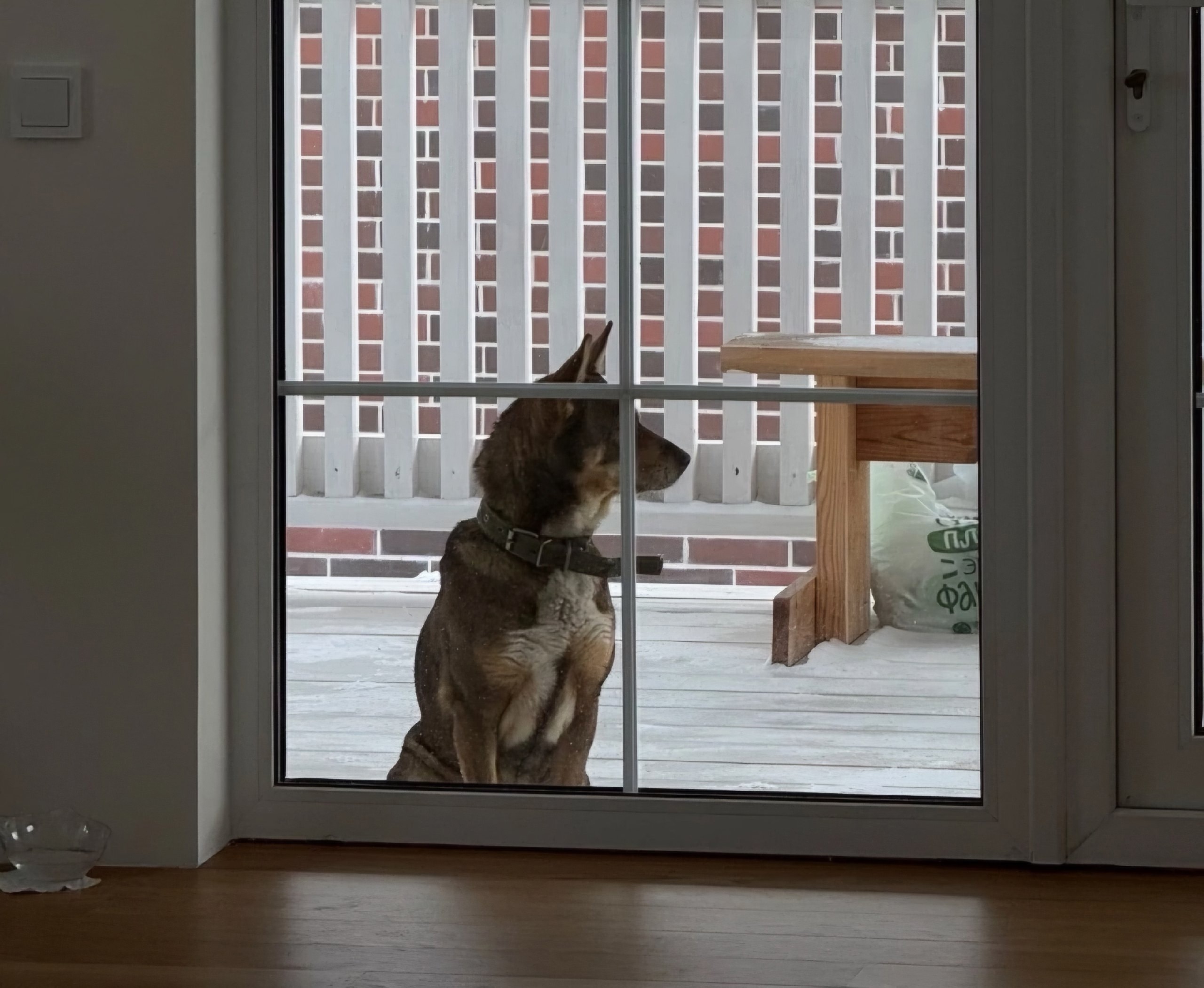 История спасения собаки в Казани взорвала интернет