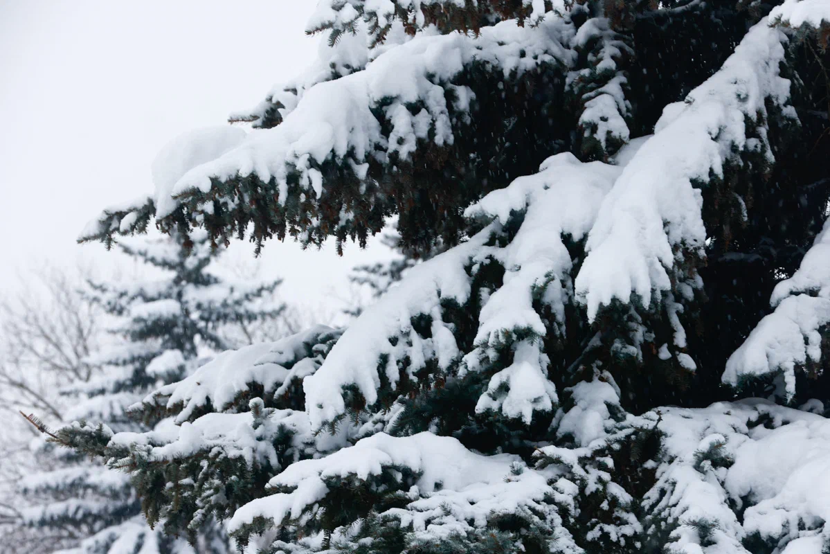 Спутниковую навигацию за 14 млн рублей закупит лесопожарный центр Татарстана